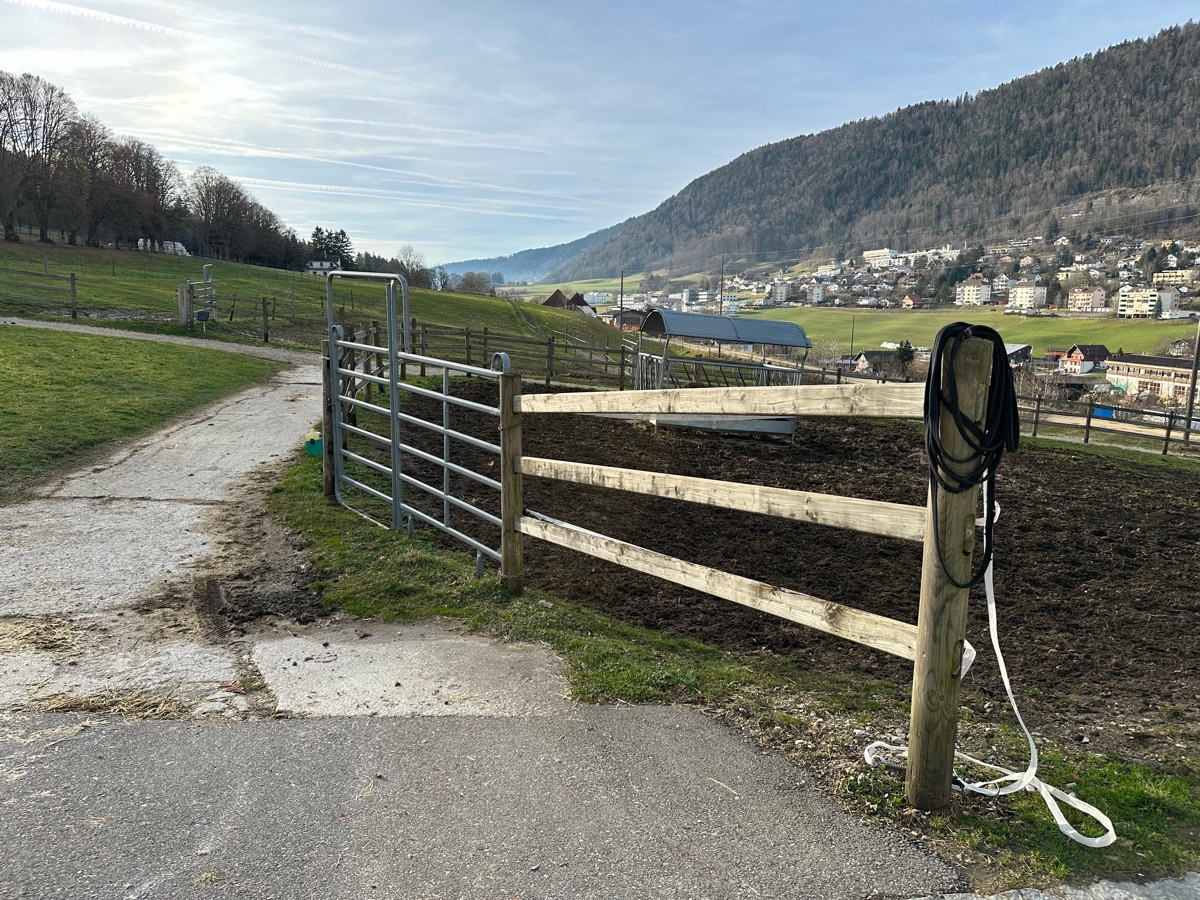 Chevaux du manège dans le vallon de St-Imier